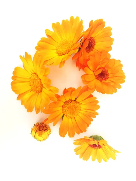 Background Calendula Flowers — Stock Photo, Image