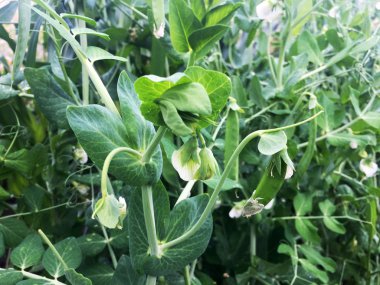 yeşil bezelye bahçede çiçek açan