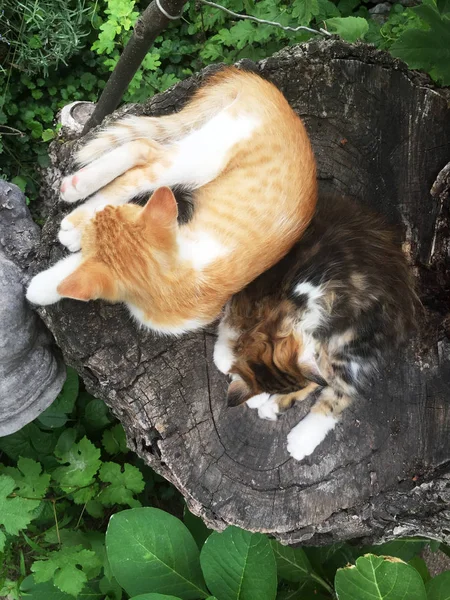 Dos Pequeños Gatos Durmiendo Árbol —  Fotos de Stock