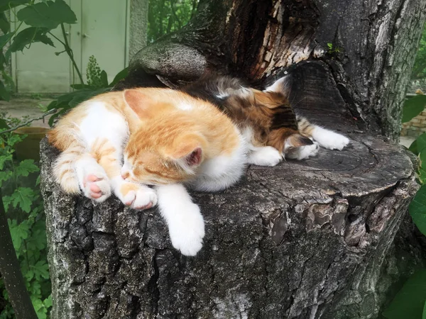 Dos Pequeños Gatos Durmiendo Árbol —  Fotos de Stock