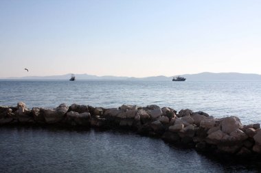 Martı Adriyatik Denizi kıyısında