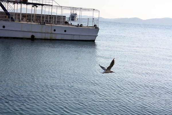 Eski Gemi Ile Adriyatik Denizi Kıyısında Martı — Stok fotoğraf