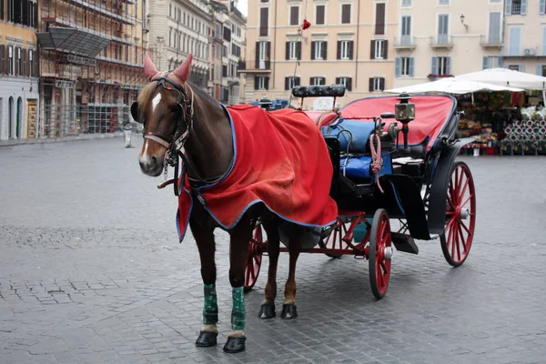 Coach Horse Rome Spagna Square Rome Italy — Stock Photo, Image