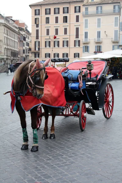 Coach Horse Rome Spagna Square Rome Italy — Stock Photo, Image