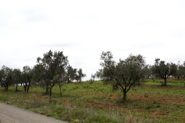 Olivy Zahrada Itálii Toscana — Stock fotografie