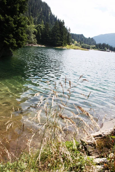 Lago Bosque Los Alpes Suizos Verano Suiza —  Fotos de Stock