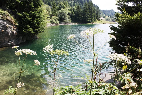 Lago Bosque Los Alpes Suizos Verano Suiza — Foto de Stock