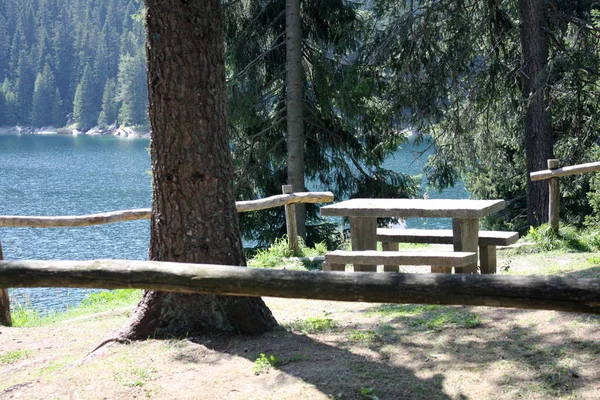 Bosque Abeto Con Lago Suiza Día Soleado —  Fotos de Stock