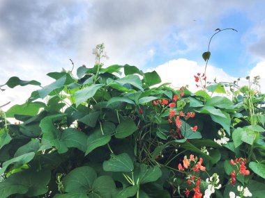 Beyaz kuru fasulye bahçede güneşli bir günde çiçeklenme