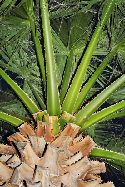 Groen Palmboom Tuin — Stockfoto