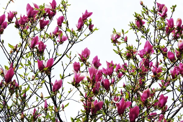 Magnolia Roze Bloomming Het Park — Stockfoto