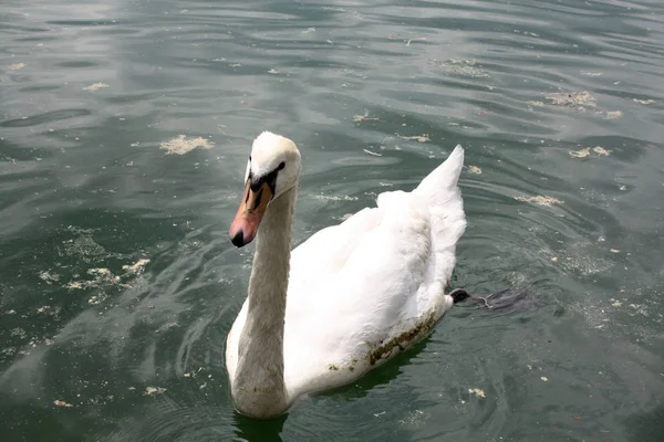 White Swan Lake Bled Slovenia — Stock Photo, Image