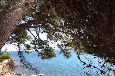 Adriyatik çam kozalaklı ağaç deniz kıyısında. Dalmaçya.
