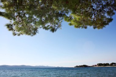 Adriyatik çam kozalaklı ağaç deniz kıyısında. Dalmaçya.