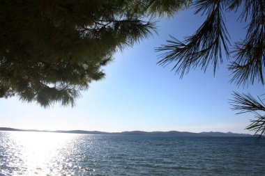 Çam ağacı, Adriyatik Denizi yatay.