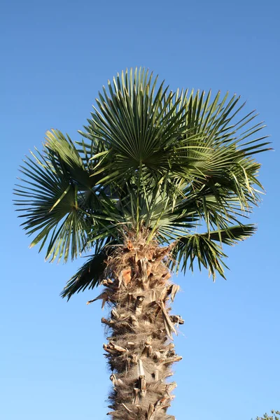 Palmeira Dia Ensolarado — Fotografia de Stock