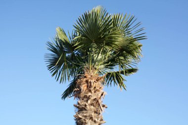 palmiye ağacı güneşli gün