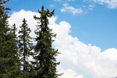 Yaz aylarında İsviçre orman. Güneşli gün.