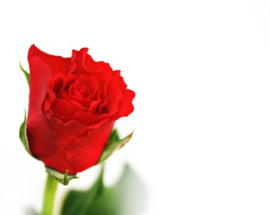 kırmızı gül beyaz arka plan
