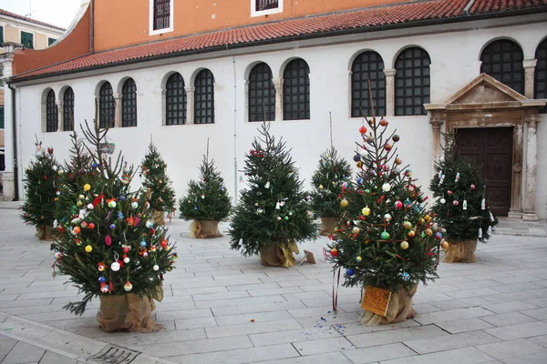 Árboles Navidad Cerca Iglesia San Simón Zadar Croacia — Foto de Stock