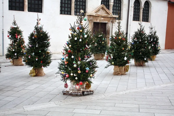 Vánoční Stromy Poblíž Kostel Simon Zadar Chorvatsko — Stock fotografie