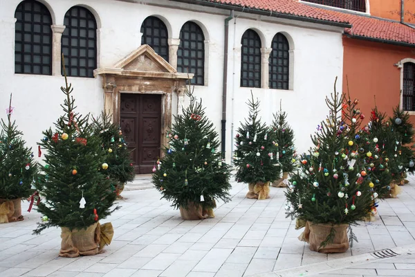 Árboles Navidad Cerca Iglesia San Simón Zadar Croacia — Foto de Stock