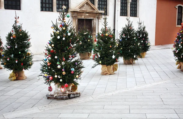 Árboles Navidad Cerca Iglesia San Simón Zadar Croacia — Foto de Stock