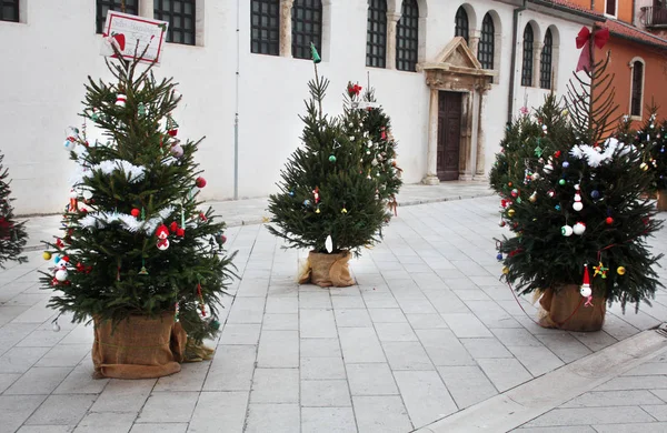 Árboles Navidad Cerca Iglesia San Simón Zadar Croacia — Foto de Stock