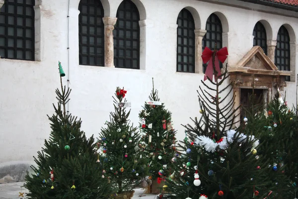 Árboles Navidad Cerca Iglesia San Simón Zadar Croacia — Foto de Stock