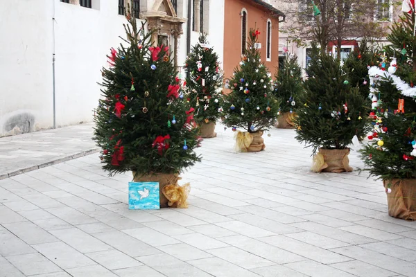 Simon Church Yakınındaki Noel Ağaçları Zadar Hırvatistan — Stok fotoğraf