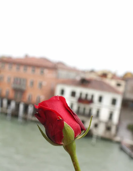 Red Rose Venedig Grand Canal Bakgrunden — Stockfoto