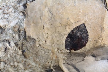 Taş ve yaprak deniz doğa arka plan.