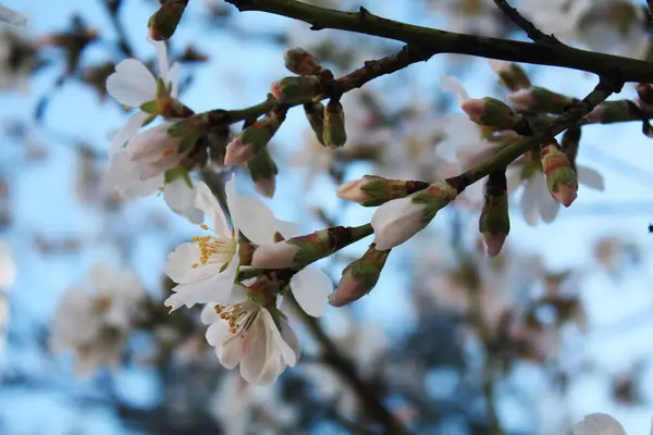 Lente Abrikoos Bloei Tuin — Stockfoto