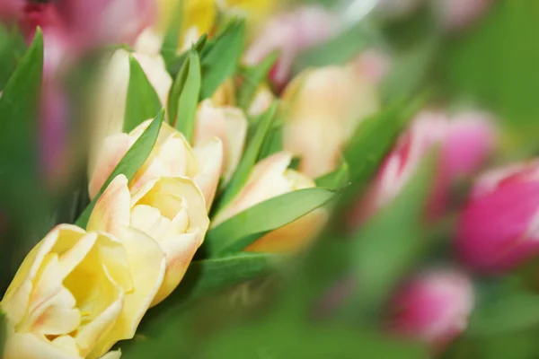Pozadí Jarní Kytičky Různobarevné Tulipány — Stock fotografie
