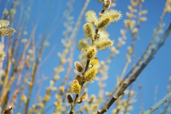 Pussy Willow Blue Sky Background — Stock Photo, Image