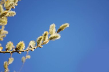 Kukum mavi gökyüzü arka plan üzerinde.