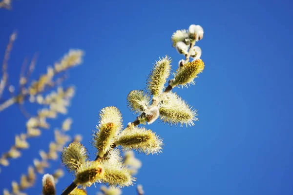 Pussy Willow Blue Sky Background — Stock Photo, Image