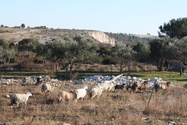 Hırvatistan'ın dağlarda yaban koyunu ram sürüsü.