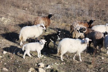 Hırvatistan'ın dağlarda yaban koyunu ram sürüsü.