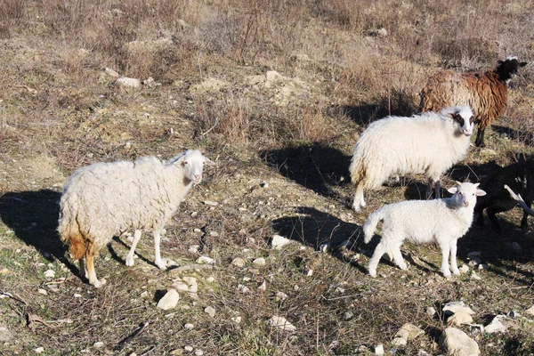 Herd of wild sheep ram in mountains of Croatia.