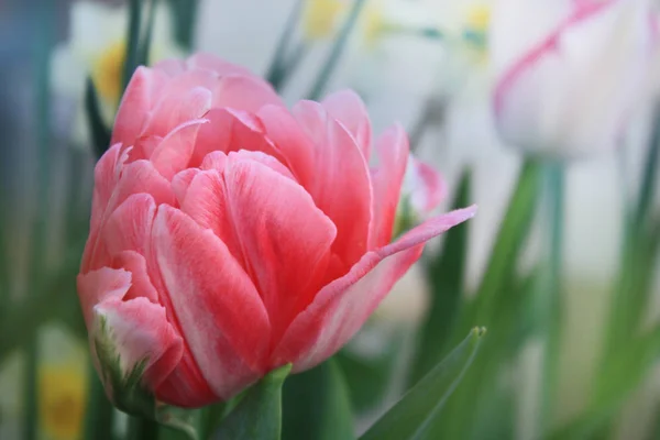 Розовый Розовый Тюльпан Фон Саду — стоковое фото