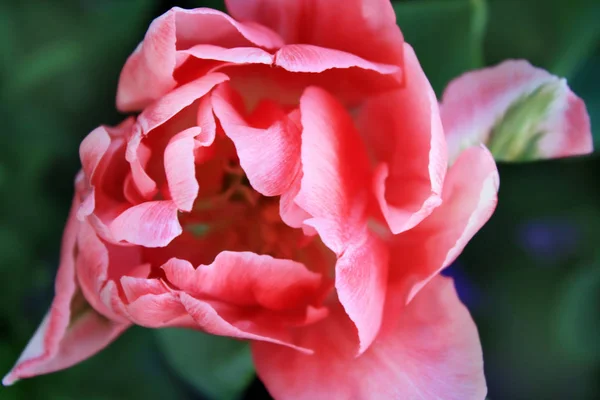 Rosa Rose Tulpe Hintergrund Garten — Stockfoto