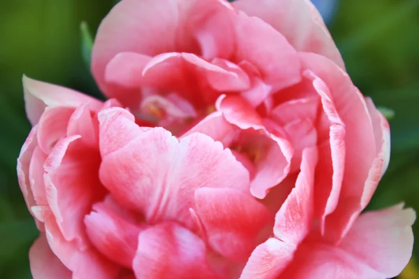 Rosa Rosa Tulipán Fondo Jardín —  Fotos de Stock