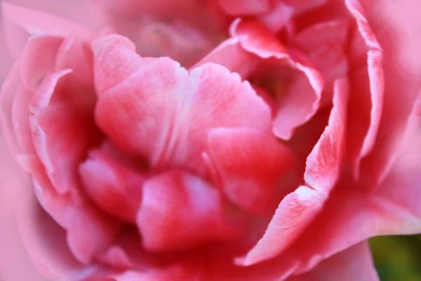 Růžové Tulipán Pozadí Zahradě — Stock fotografie