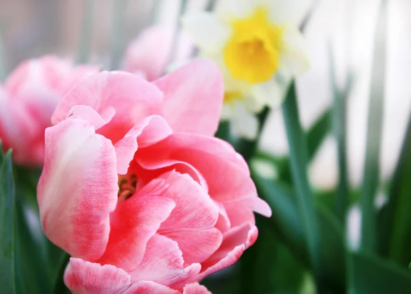Rosa Rose Tulpe Hintergrund Garten — Stockfoto