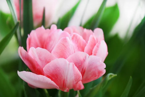Růžové Tulipán Pozadí Zahradě — Stock fotografie