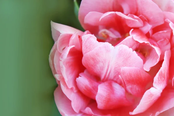 Rosa Rosa Tulipano Sfondo Giardino — Foto Stock