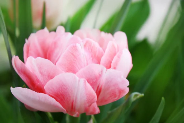Rosa Rosa Tulipano Sfondo Giardino — Foto Stock