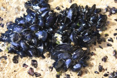 Yabani midyeler Adriyatik Denizi 'nde yaşar. Natur arkaplan taşı ve kabukları.