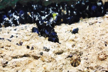 Yabani midyeler Adriyatik Denizi 'nde yaşar. Natur arkaplan taşı ve kabukları.